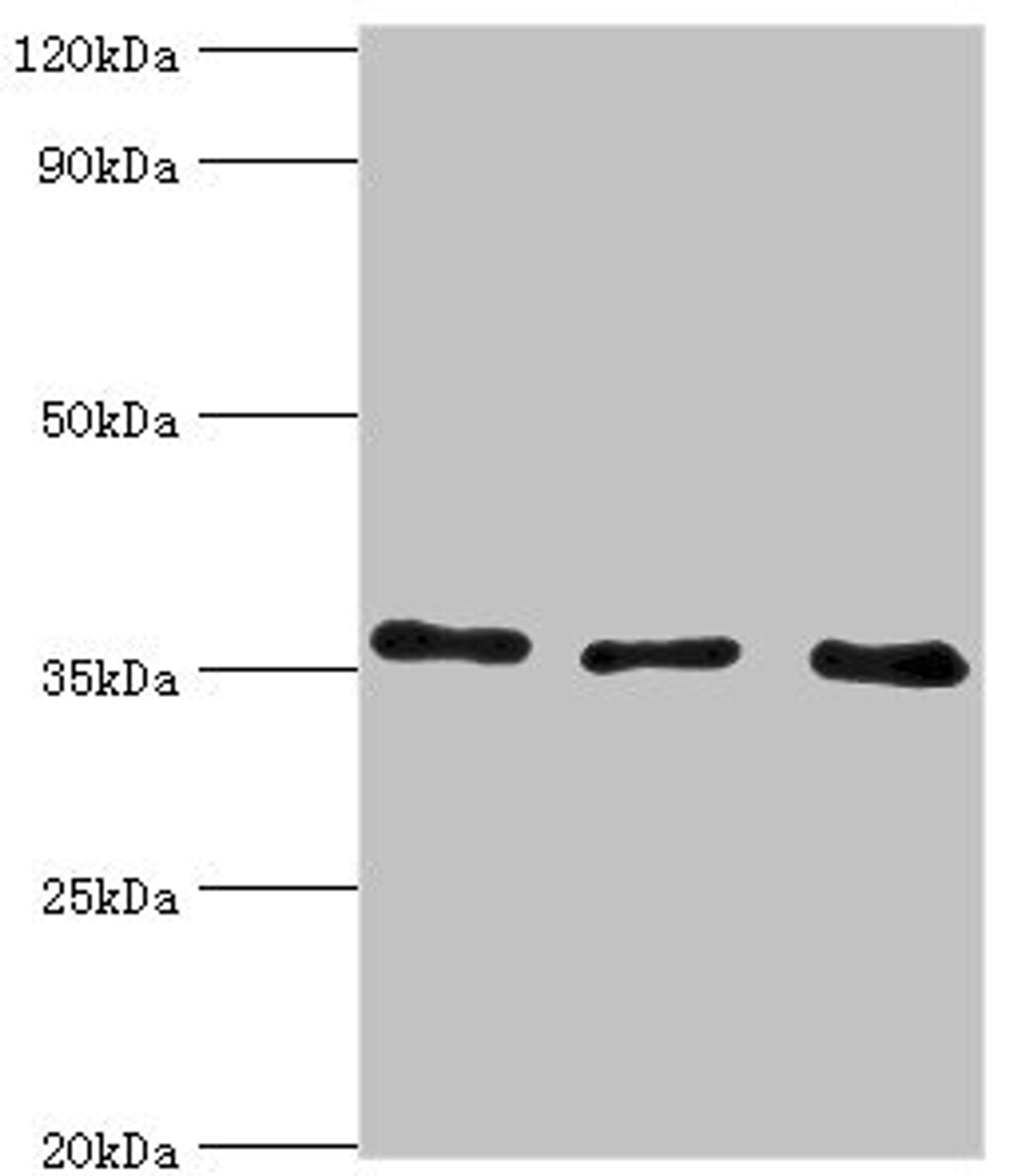 Western blot. All lanes: Annexin A4 antibody at 4ug/ml. Lane 1: 293T whole cell lysate. Lane 2: Hela whole cell lysate. Lane 3: HepG2 whole cell lysate. Secondary. Goat polyclonal to rabbit IgG at 1/10000 dilution. Predicted band size: 36, 28 kDa. Observed band size: 36 kDa.