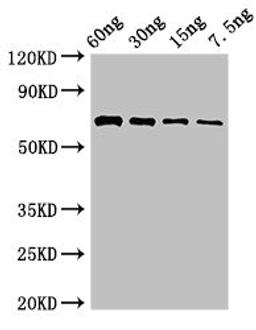 Western Blot. Positive WB detected in Recombinant protein. All lanes: pvdA antibody at 2.8µg/ml. Secondary. Goat polyclonal to rabbit IgG at 1/50000 dilution. Predicted band size: 65 kDa. Observed band size: 65 kDa
