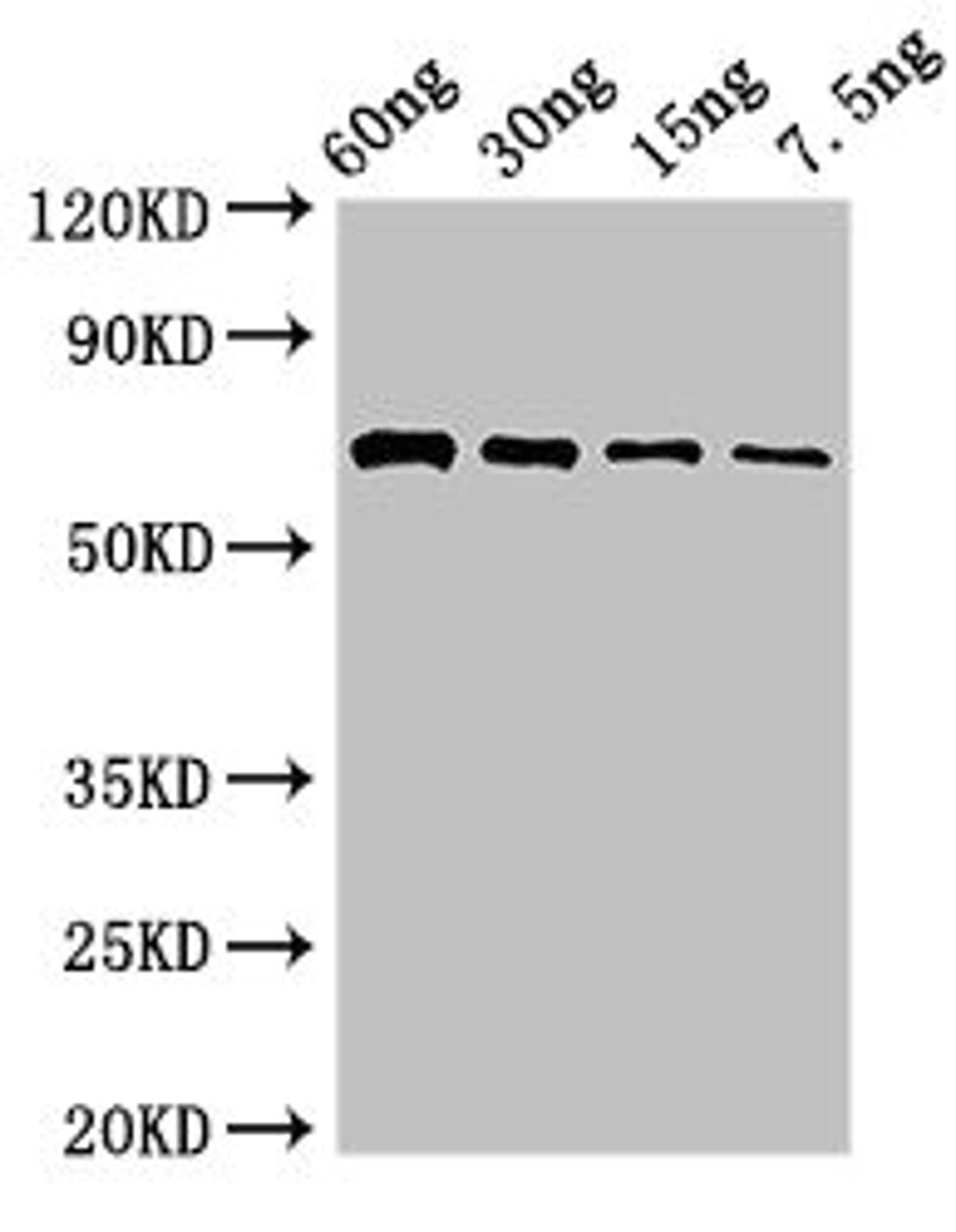 Western Blot. Positive WB detected in Recombinant protein. All lanes: pvdA antibody at 2.8µg/ml. Secondary. Goat polyclonal to rabbit IgG at 1/50000 dilution. Predicted band size: 65 kDa. Observed band size: 65 kDa