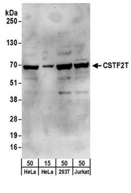 Detection of human CSTF2T by western blot.