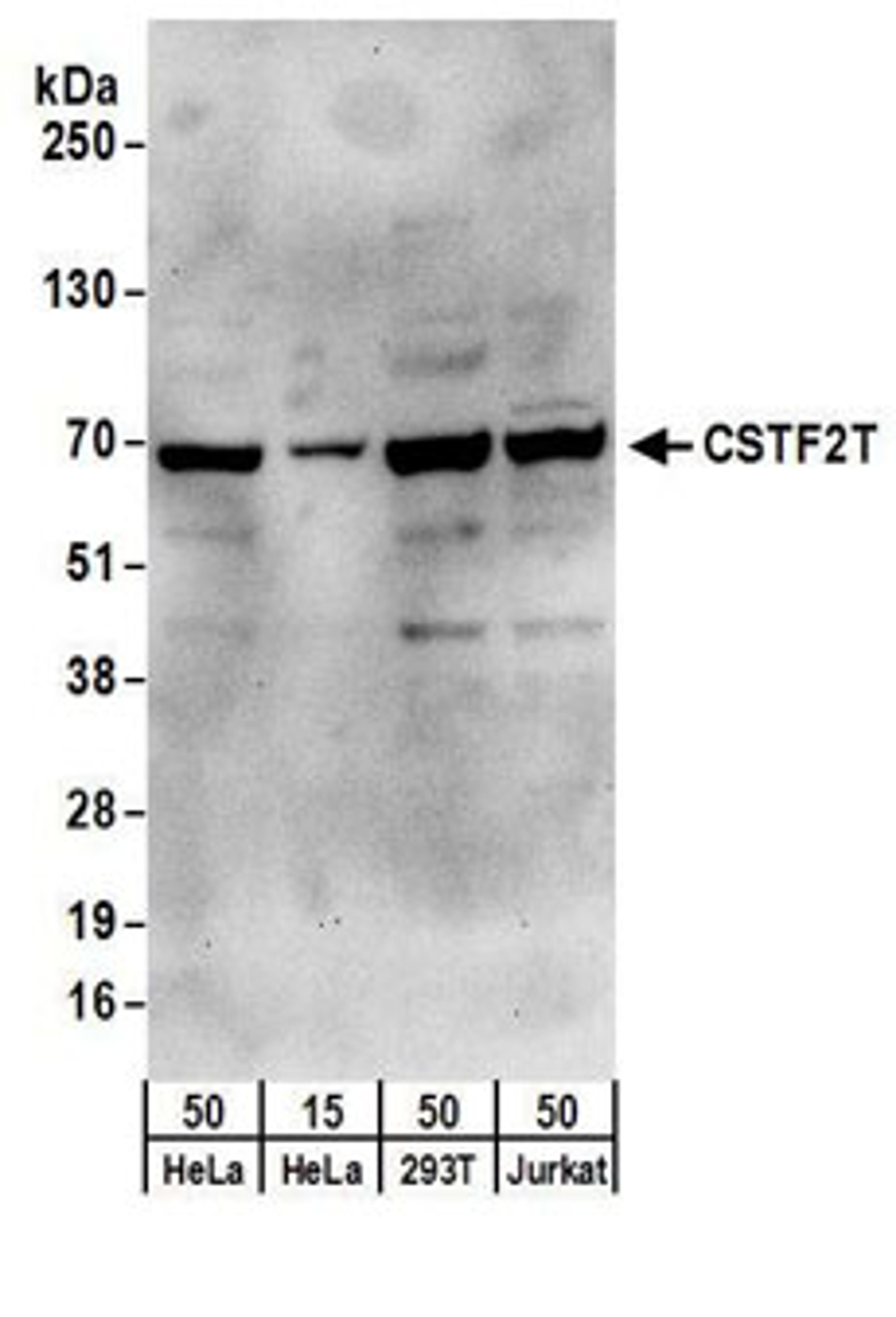 Detection of human CSTF2T by western blot.