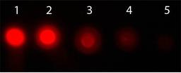 Western blot analysis of non-phosphorylated. Load: 50 ng (Lane1), 16.67 ng (Lane2), 5.56 ng (Lane3), 1.85 ng (Lane4), 0.62 ng (Lane5) using AKT1 PE antibody (RPE)