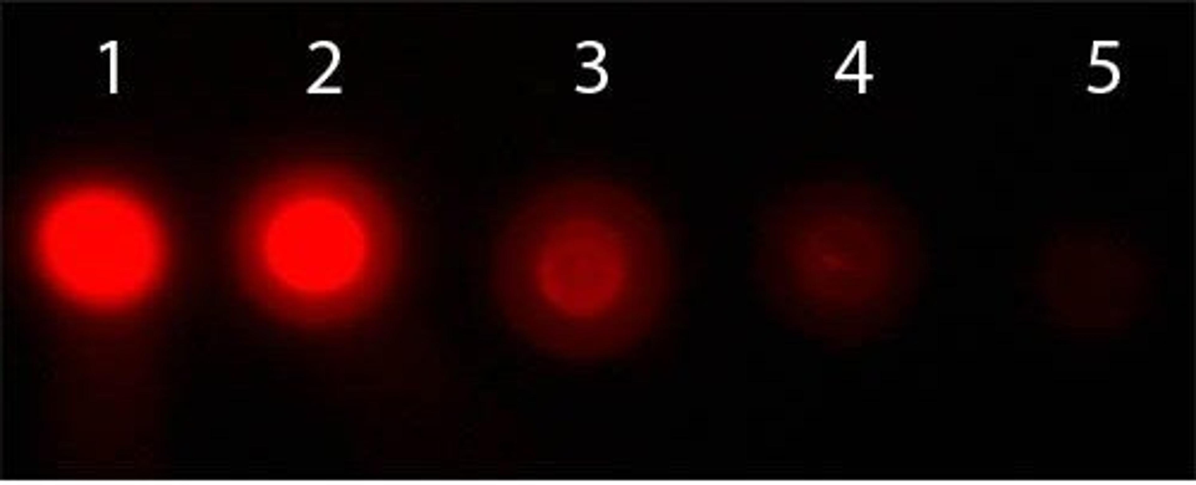 Western blot analysis of non-phosphorylated. Load: 50 ng (Lane1), 16.67 ng (Lane2), 5.56 ng (Lane3), 1.85 ng (Lane4), 0.62 ng (Lane5) using AKT1 PE antibody (RPE)