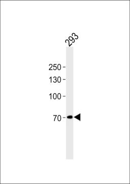 Western blot analysis in 293 cell line lysates (35ug/lane).