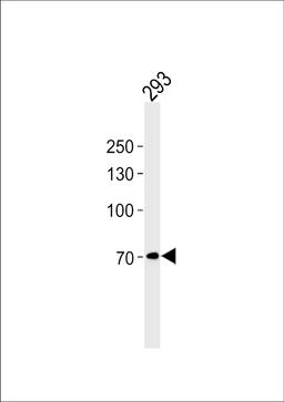 Western blot analysis in 293 cell line lysates (35ug/lane).