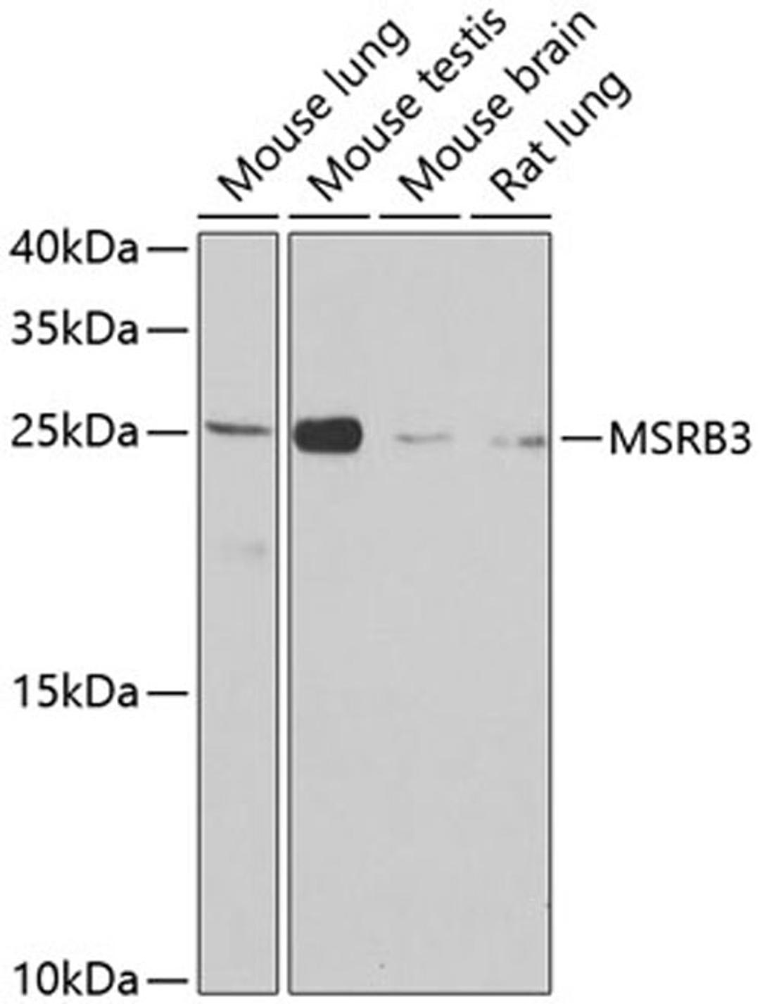 Western blot - MSRB3 antibody (A8005)