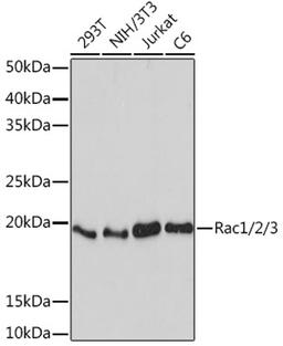 Western blot - Rac1/2/3 Rabbit mAb (A5080)