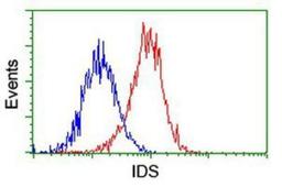 Flow Cytometry: Iduronate 2-Sulfatase/IDS Antibody (4G2) [NBP2-01761] - Analysis of Hela cells, using anti-Iduronate 2 sulfatase antibody, (Red), compared to a nonspecific negative control antibody (Blue).