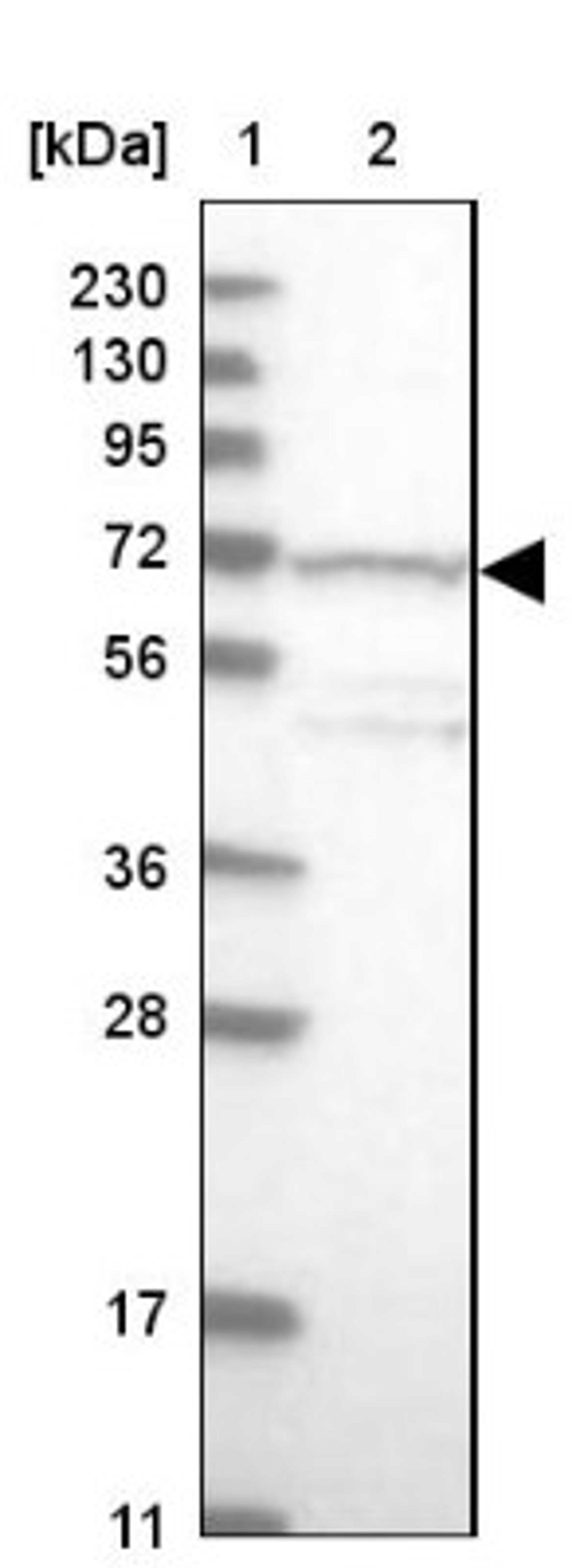 Western Blot: TDRKH Antibody [NBP1-80697] - Lane 1: Marker [kDa] 230, 130, 95, 72, 56, 36, 28, 17, 11<br/>Lane 2: Human cell line RT-4