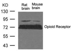 Western blot analysis of lysed extracts from Rat brain and Mouse brain tissue using Opioid Receptor (Ab-375).