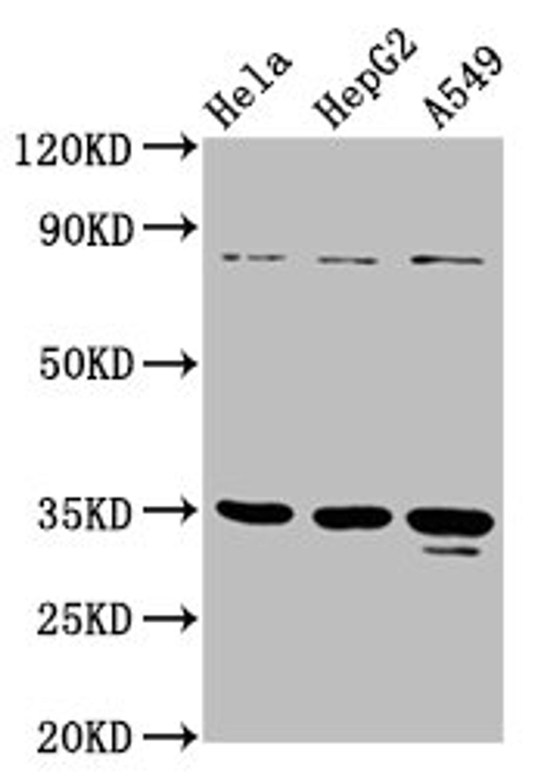 Western Blot. Positive WB detected in: Hela whole cell lysate, HepG2 whole cell lysate, A549 whole cell lysate. All lanes: PURA antibody at 4.7µg/ml. Secondary. Goat polyclonal to rabbit IgG at 1/50000 dilution. Predicted band size: 35 kDa. Observed band size: 35 kDa