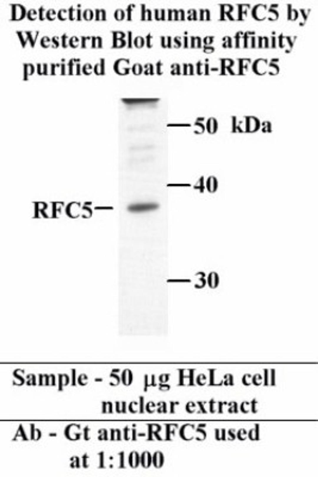 Western Blot: RFC5 Antibody [NB100-235]