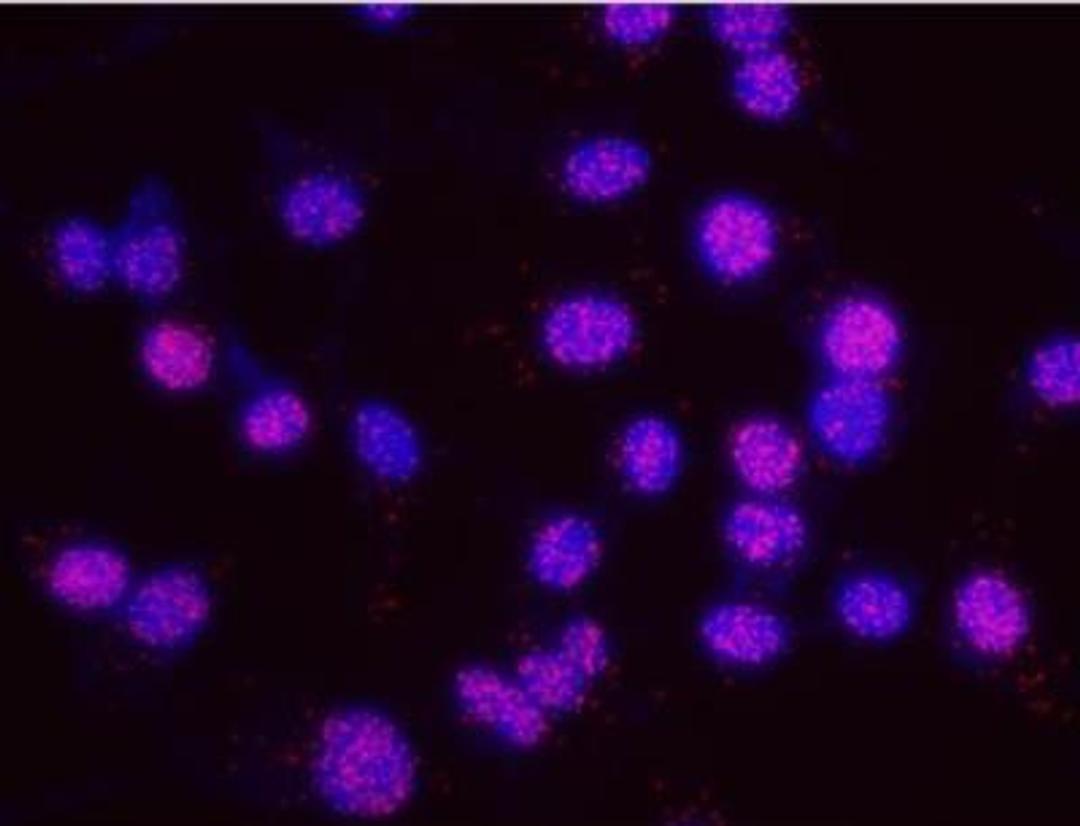 Proximity Ligation Assay: MCM2 [p Ser53] Antibody [NB100-2339] - Secondary-conjugate Duolink II PLA in Hela cells. Goat anti-human MCM7 (NB100-252) and rabbit anti-human phospho-MCM2 [s53] (NB100-2339). Image merged from DAPI (2ms) and Texas Red (200ms) exposures, 40X Magnification.