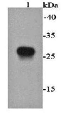 Western blot analysis of recombinant protein using E tag antibody