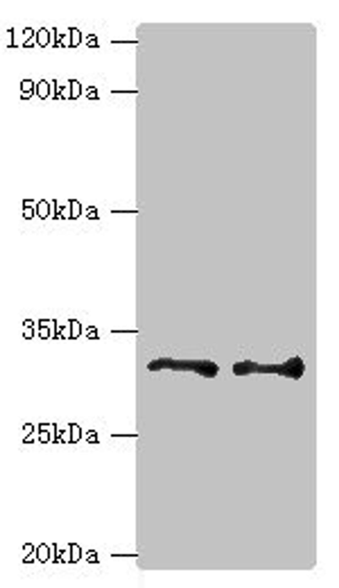 Western blot. All lanes: Tumor necrosis factor receptor superfamily member 27 antibody at 6ug/ml. Lane 1: HepG2 whole cell lysate. Lane 2: Hela whole cell lysate. Secondary. Goat polyclonal to rabbit IgG at 1/10000 dilution. Predicted band size: 33, 36 kDa. Observed band size: 33 kDa. 