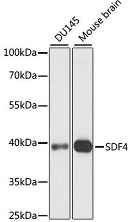 Western blot - SDF4 antibody (A15443)