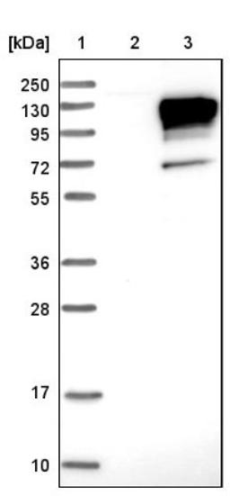 Western Blot: Neuroligin 3 Antibody [NBP1-90080] - Lane 1: Marker [kDa] 250, 130, 95, 72, 55, 36, 28, 17, 10<br/>Lane 2: Negative control (vector only transfected HEK293T lysate)<br/>Lane 3: Over-expression lysate (Co-expressed with a C-terminal myc-DDK tag (~3.1 kDa) in mammalian HEK293T cells, LY402722)