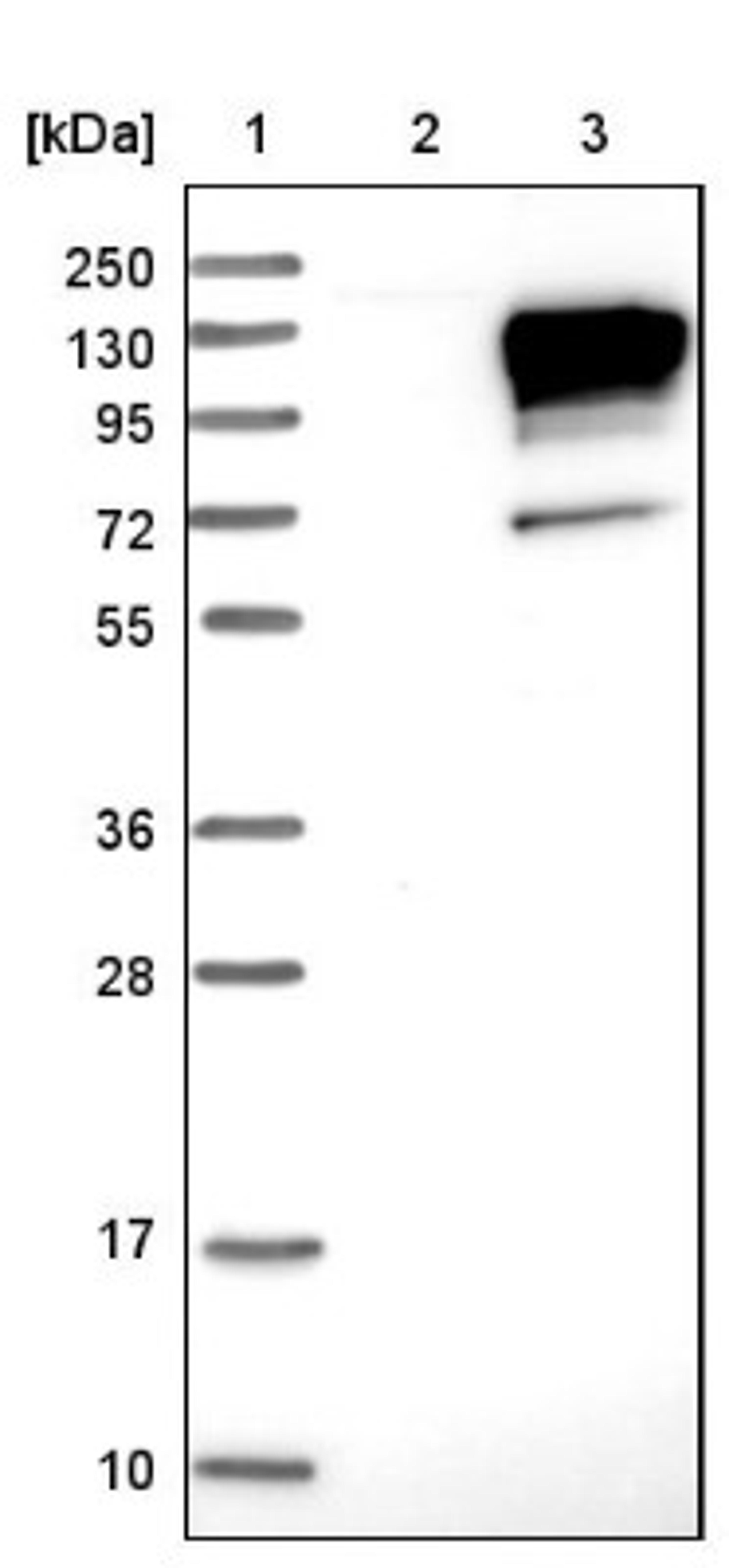 Western Blot: Neuroligin 3 Antibody [NBP1-90080] - Lane 1: Marker [kDa] 250, 130, 95, 72, 55, 36, 28, 17, 10<br/>Lane 2: Negative control (vector only transfected HEK293T lysate)<br/>Lane 3: Over-expression lysate (Co-expressed with a C-terminal myc-DDK tag (~3.1 kDa) in mammalian HEK293T cells, LY402722)