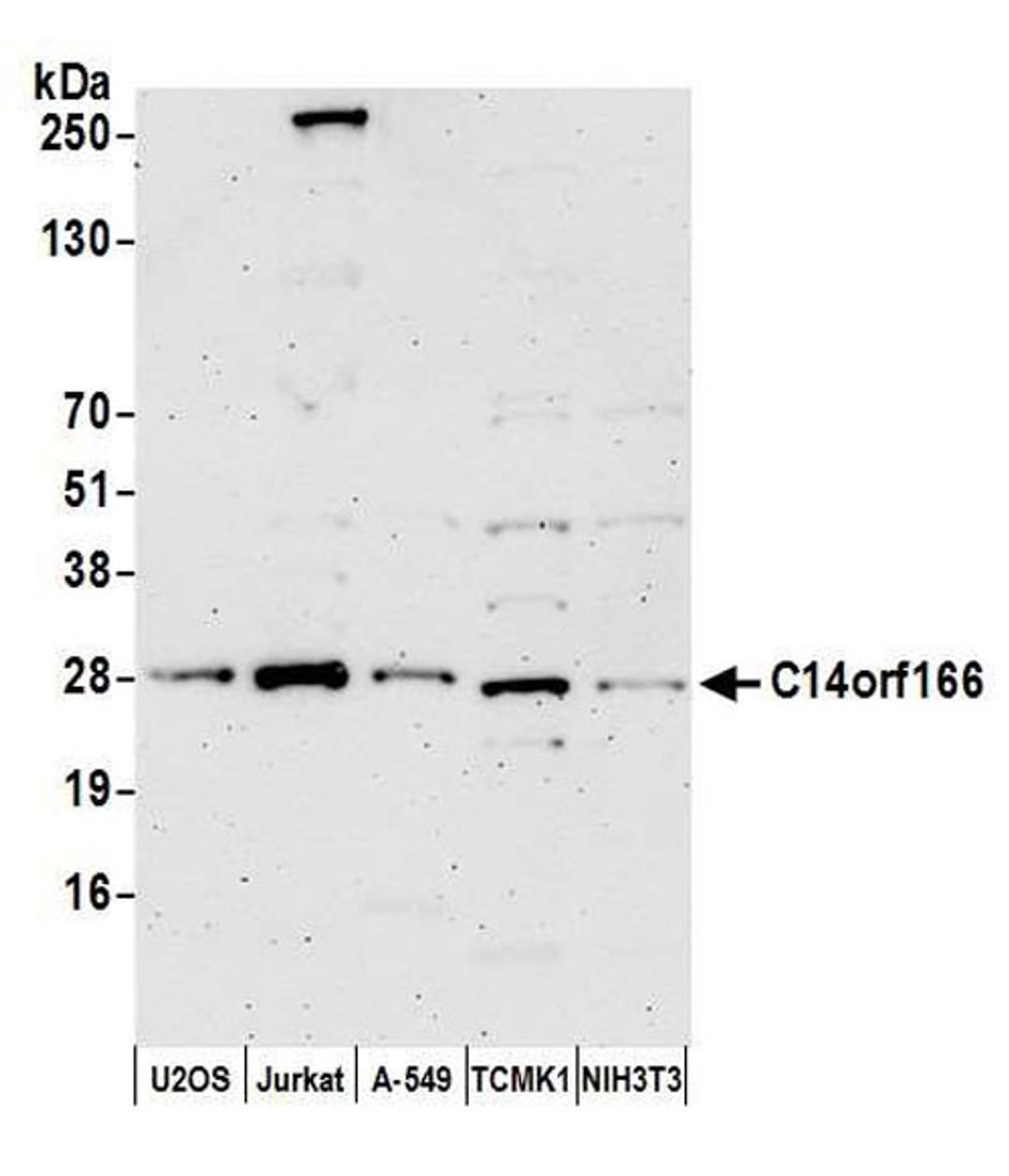 Detection of human and mouse C14orf166 by WB.