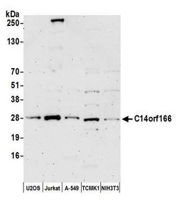 Detection of human and mouse C14orf166 by WB.