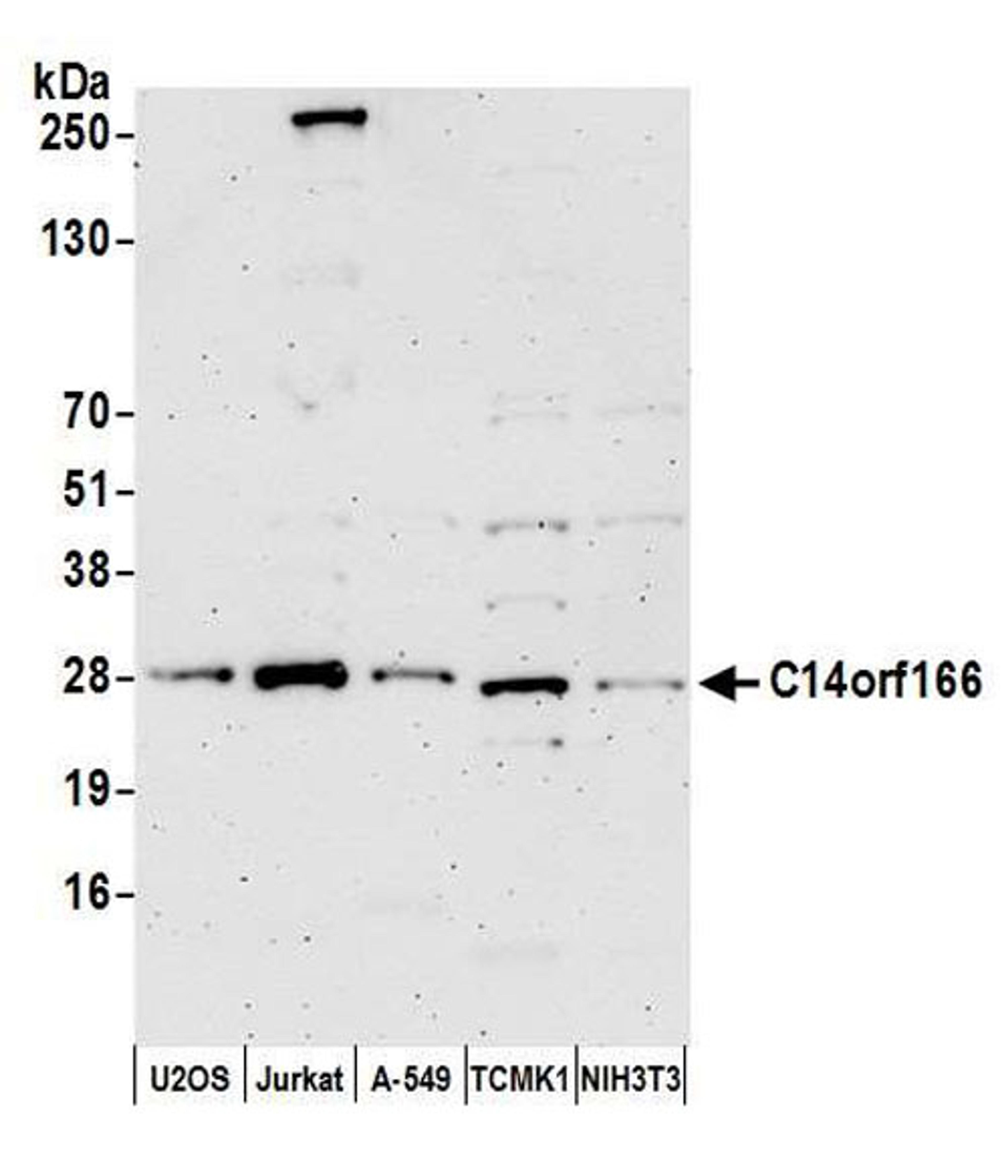 Detection of human and mouse C14orf166 by WB.