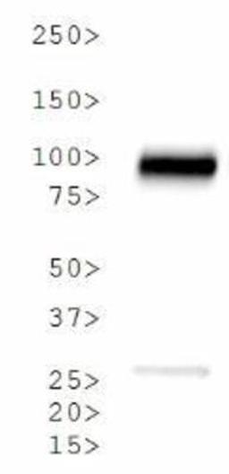 Western Blot: Calnexin Antibody [NB100-1974] - WB analysis of Calnexin in HeLa whole cell lysate.