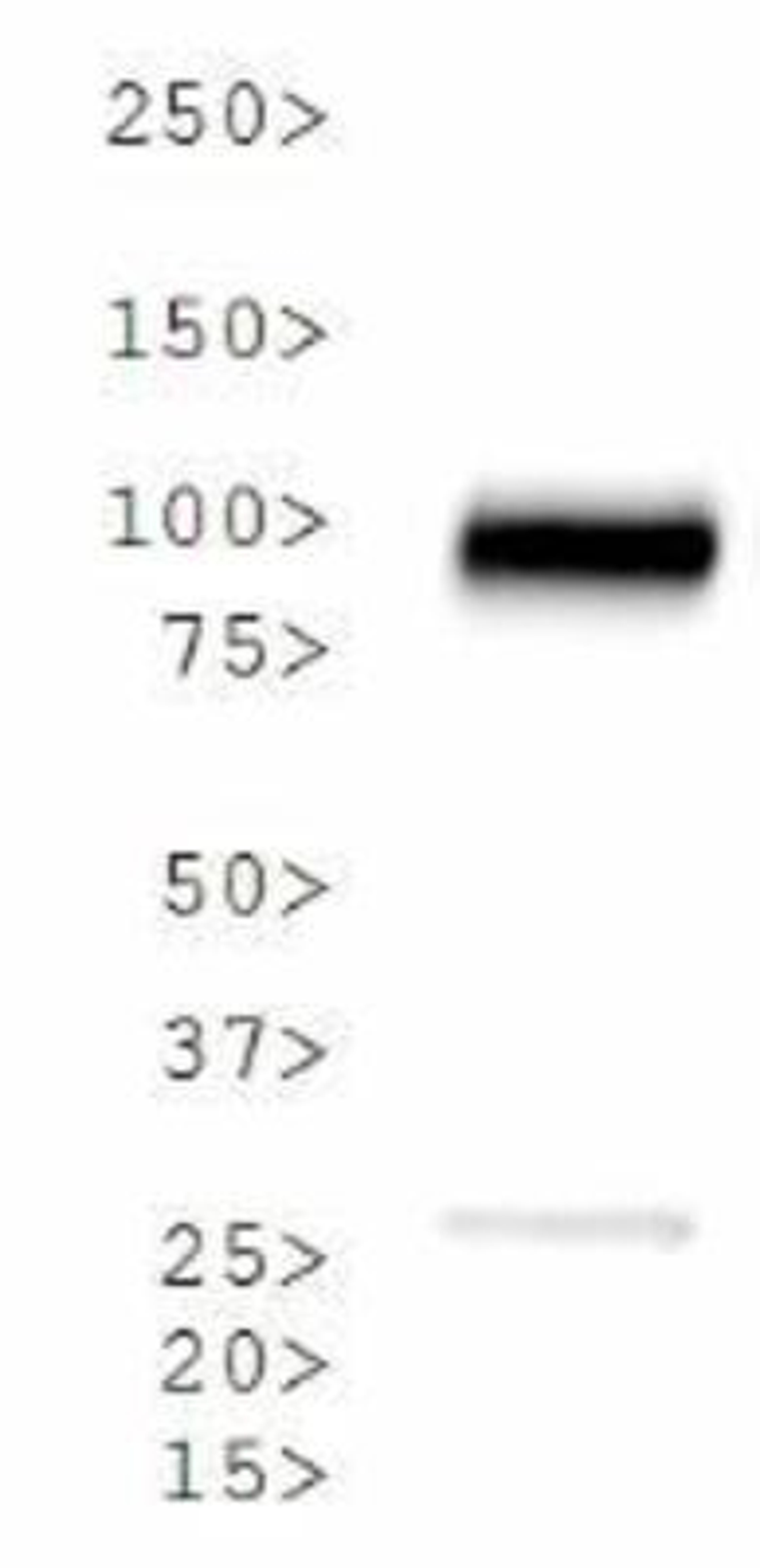 Western Blot: Calnexin Antibody [NB100-1974] - WB analysis of Calnexin in HeLa whole cell lysate.