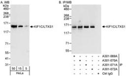 Detection of human KIF1C/LTXS1 by western blot and immunoprecipitation.