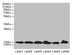 Western blot. All lanes: BUD31 antibody at 5µg/ml. Lane 1: Jurkat whole cell lysate. Lane 2: Raji whole cell lysate. Lane 3: NIH/3T3 whole cell lysate. Lane 4: K562 whole cell lysate. Lane 5: HepG2 whole cell lysate. Lane 6: U251 whole cell lysate. Secondary. Goat polyclonal to rabbit IgG at 1/10000 dilution. Predicted band size: 17, 18 kDa. Observed band size: 17 kDa