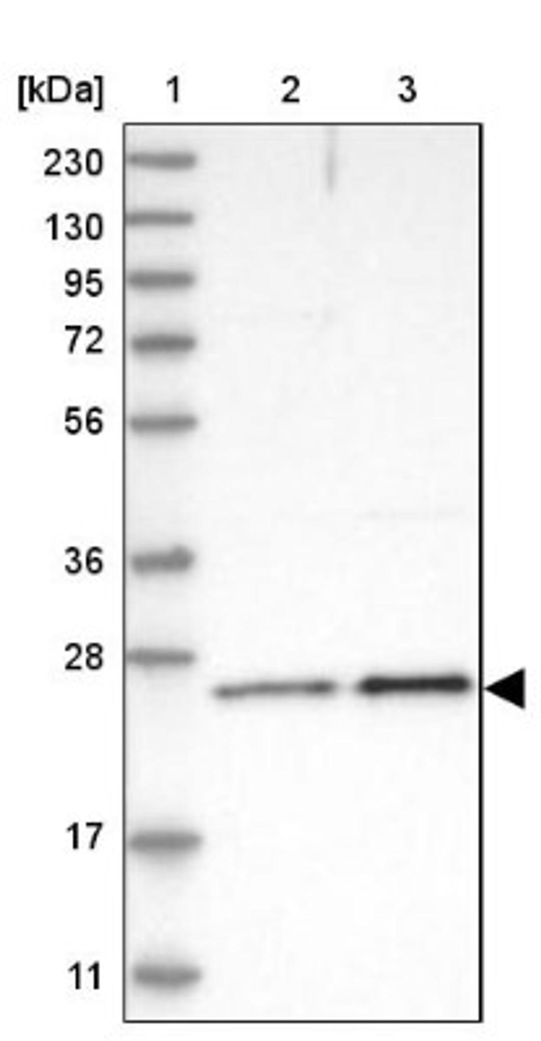 Western Blot: Methionine Sulfoxide Reductase A Antibody [NBP1-87456] - Lane 1: Marker [kDa] 230, 130, 95, 72, 56, 36, 28, 17, 11<br/>Lane 2: Human cell line RT-4<br/>Lane 3: Human cell line U-251MG sp