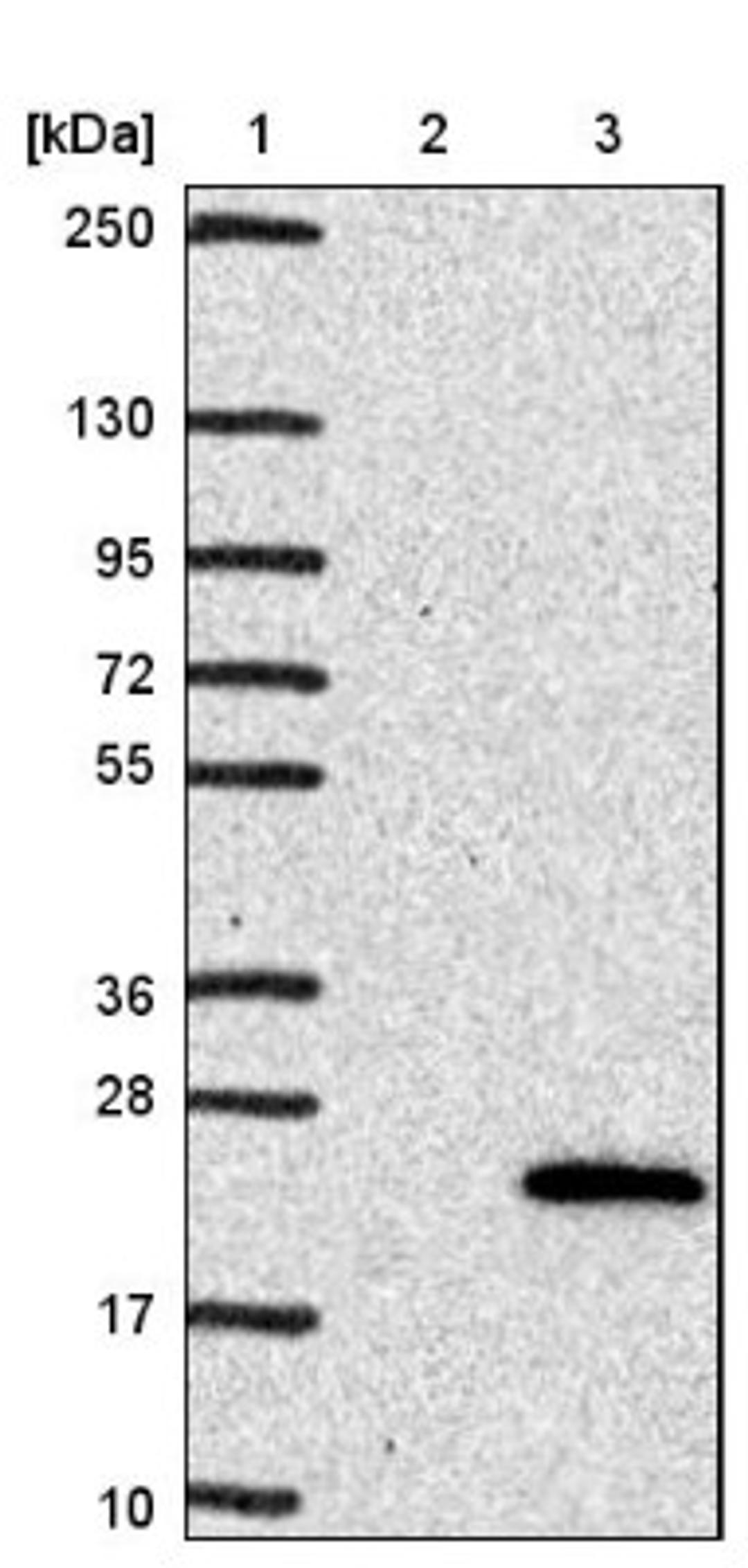 Western Blot: UBTD2 Antibody [NBP1-85276] - Lane 1: Marker [kDa] 250, 130, 95, 72, 55, 36, 28, 17, 10<br/>Lane 2: Negative control (vector only transfected HEK293T lysate)<br/>Lane 3: Over-expression lysate (Co-expressed with a C-terminal myc-DDK tag (~3.1 kDa) in mammalian HEK293T cells, LY407697)