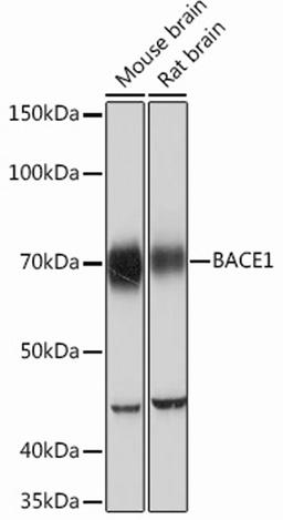 Western blot - BACE1 Rabbit mAb (A11533)