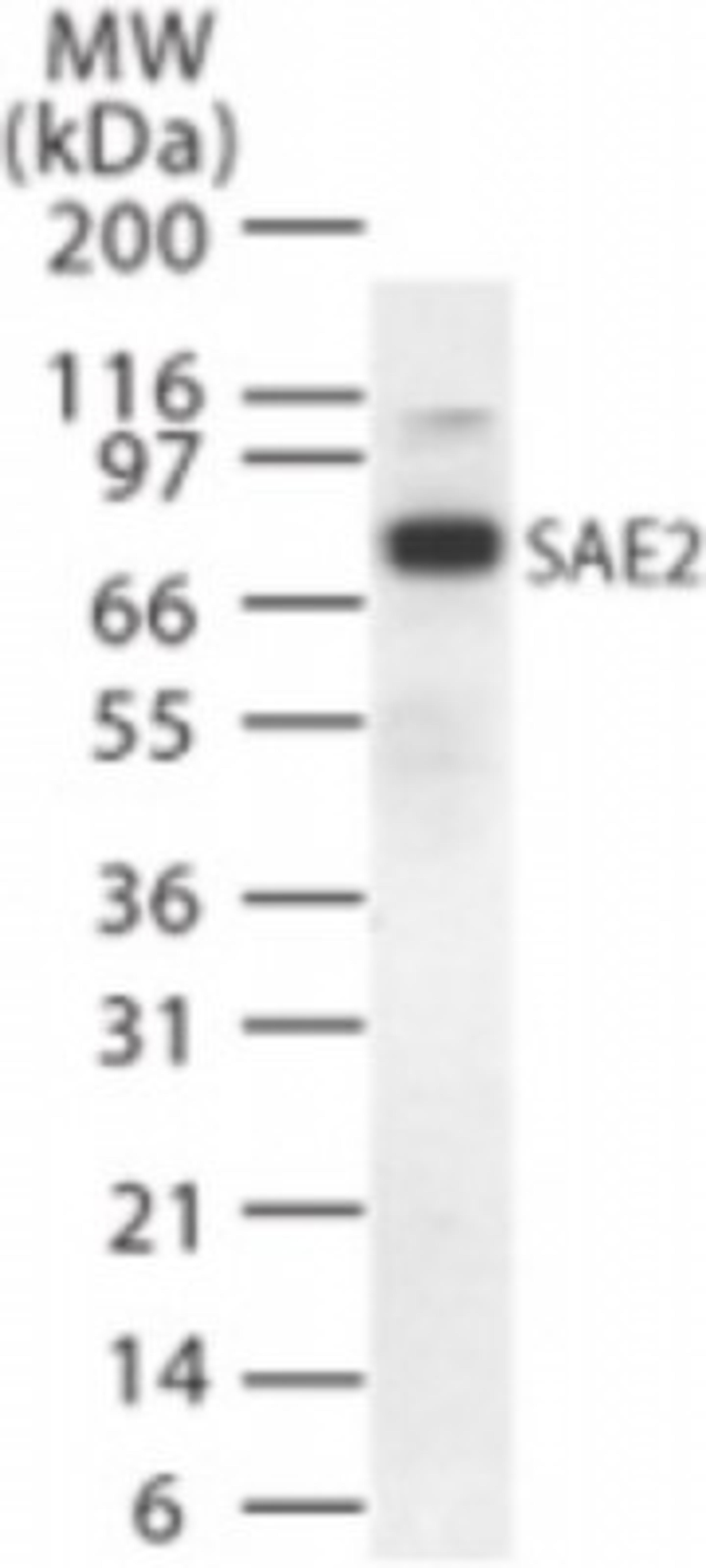 Western Blot: SAE2 Antibody [NB120-22104] - Western bot analysis of SAE2 in HeLa cell lysate using NB120-22104 at 1.0 ug/ml.