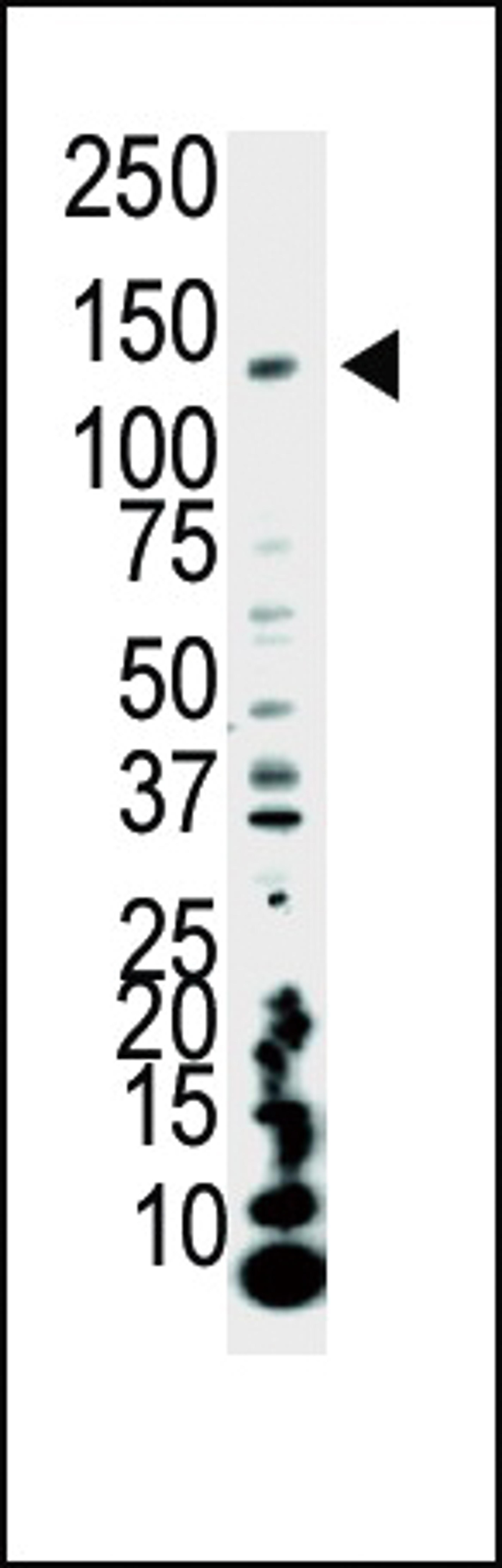 Western blot analysis of anti-PI3KCA Pab in HeLa cell lysate