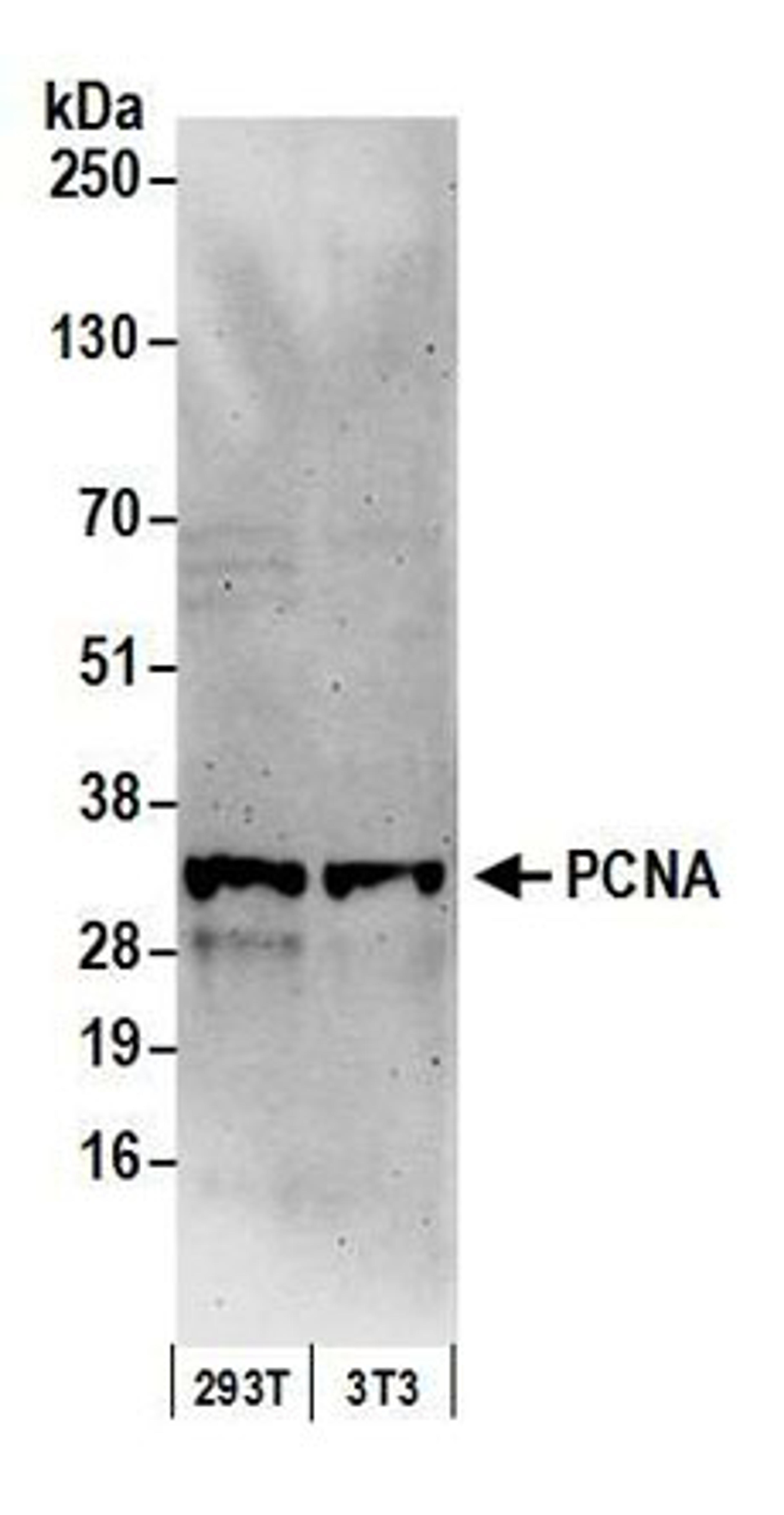 Detection of human and mouse PCNA by western blot.