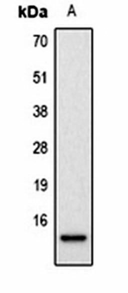 Western blot analysis of Hela (Lane1) whole cell lysates using Histone H2A (Phospho-S129) antibody