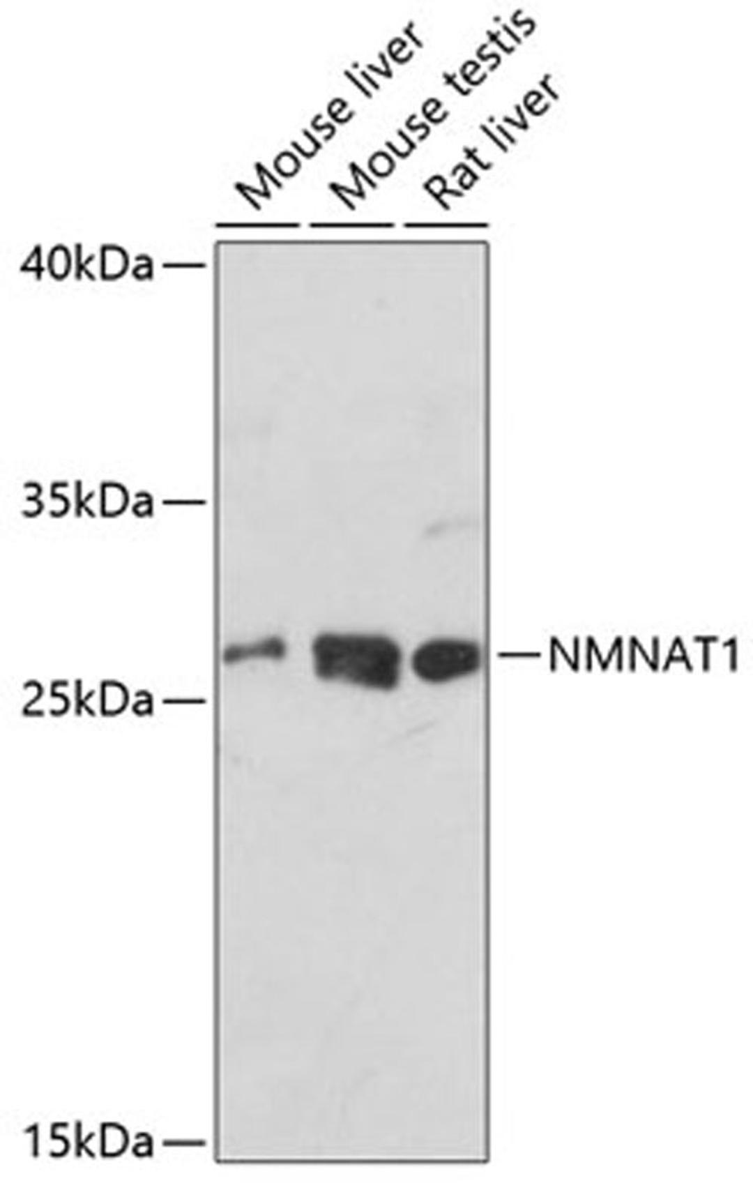 Western blot - NMNAT1 antibody (A6672)