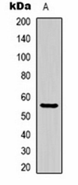 Western blot analysis of Hela (Lane 1) whole cell lysates using Beta-tubulin antibody (HRP)