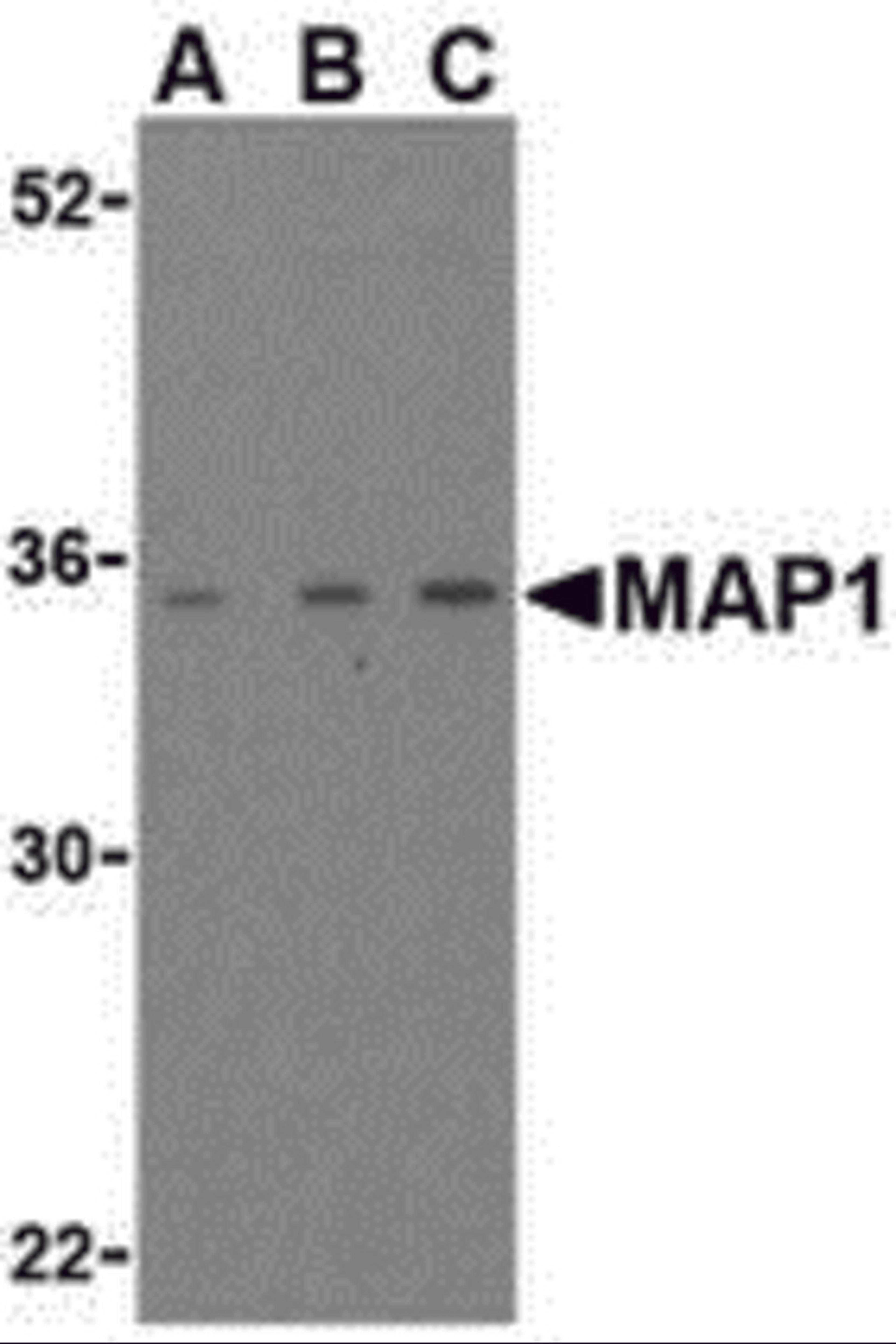 Western blot analysis of MAP-1 in EL4 cell lysate with MAP-1 antibody (IN) at (A) 1, (B) 2, and (C) 4 &#956;g/mL.