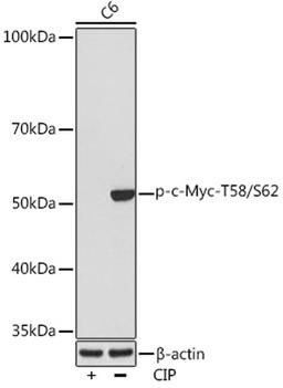 Western blot - Phospho-c-Myc-T58/S62 Rabbit mAb (AP0988)