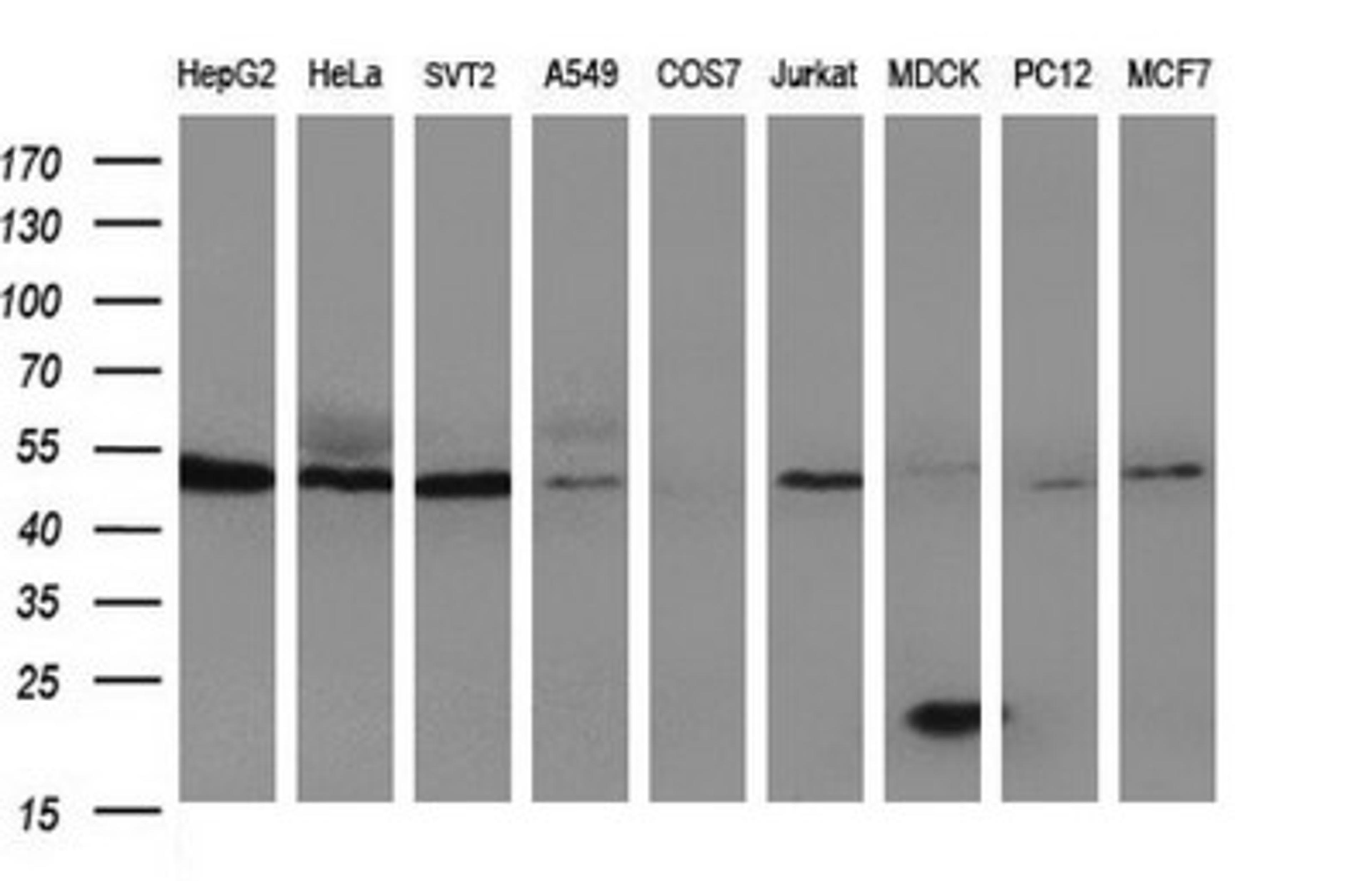 Western Blot: HERPUD1 Antibody (1A2) [NBP2-45970] - Analysis of extracts (35ug) from 9 different cell lines by using HERPUD1 monoclonal antibody (HepG2: human; HeLa: human; SVT2: mouse; A549: human; COS7: monkey; Jurkat: human; MDCK: canine; PC12: rat; MCF7: human).