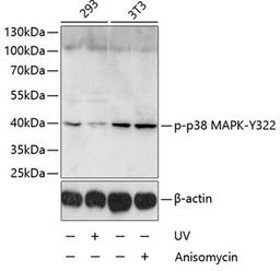 Western blot - Phospho-p38 MAPK-Y322 antibody (AP0055)