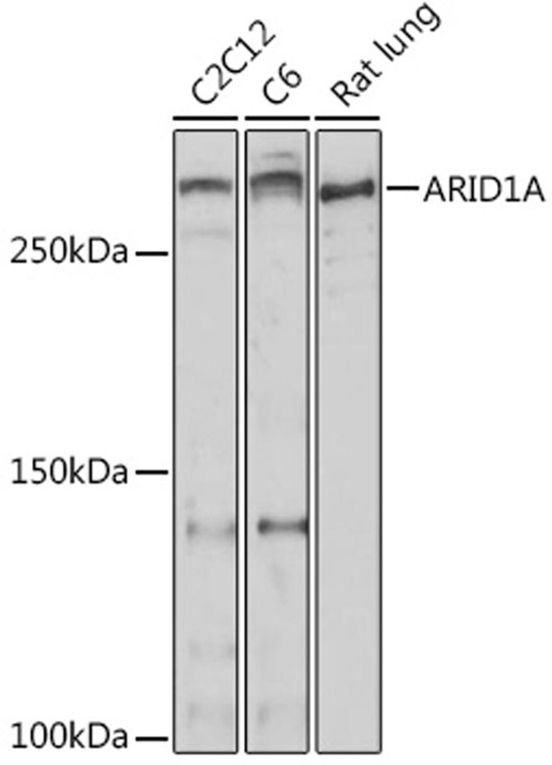 Western blot - ARID1A antibody (A18650)