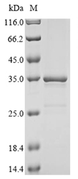 (Tris-Glycine gel) Discontinuous SDS-PAGE (reduced) with 5% enrichment gel and 15% separation gel.