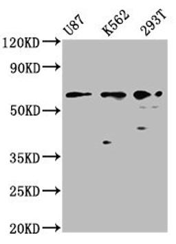 Western Blot. Positive WB detected in: U87 whole cell lysate, K562 whole cell lysate, 293T whole cell lysate. All lanes: ZNF37A antibody at 2.6µg/ml. Secondary. Goat polyclonal to rabbit IgG at 1/50000 dilution. Predicted band size: 66 kDa. Observed band size: 66 kDa
