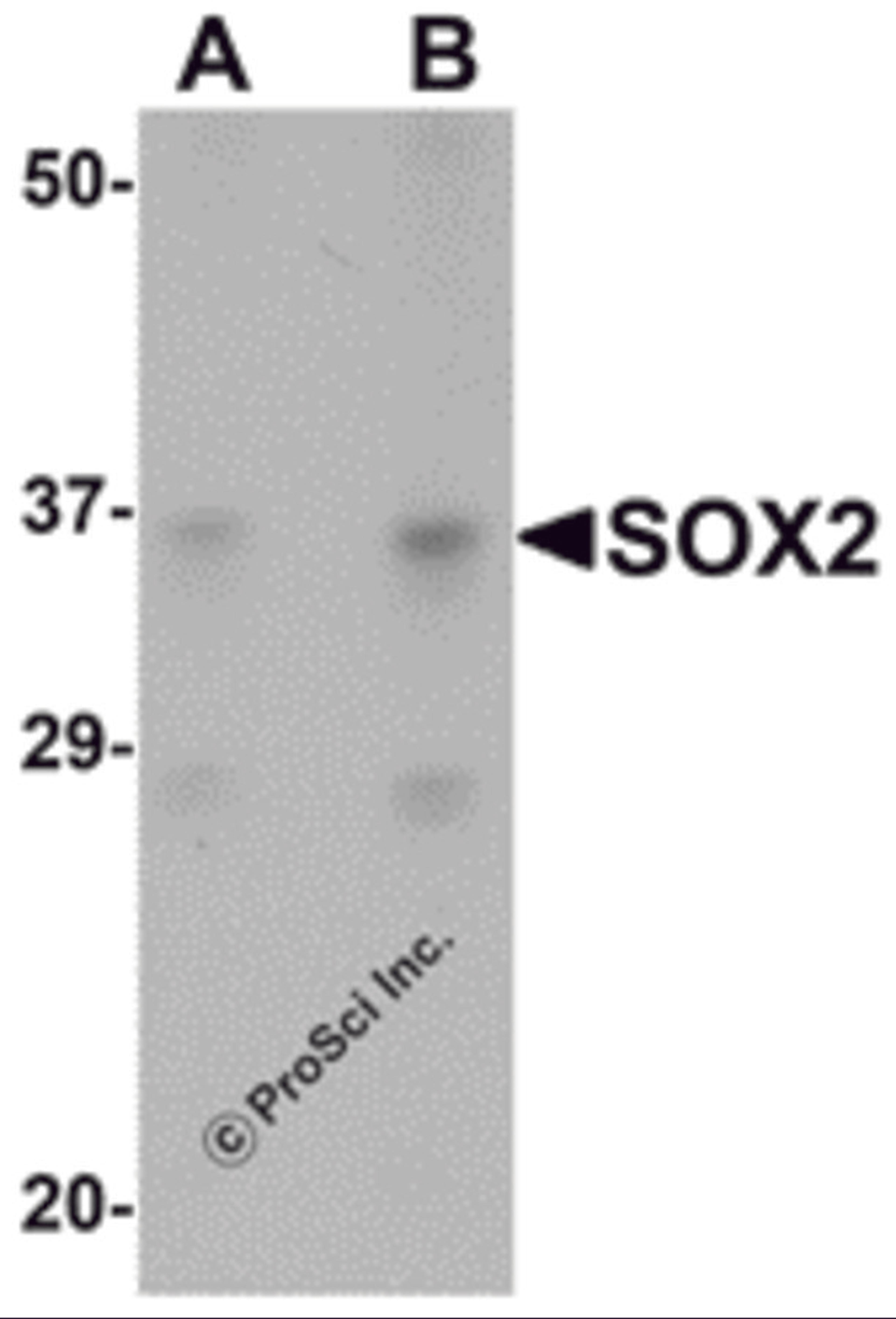 Western blot analysis of SOX2 in 3T3 cell lysate with SOX2 antibody at (A) 1 and (B) 2 &#956;g/mL.