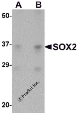 Western blot analysis of SOX2 in 3T3 cell lysate with SOX2 antibody at (A) 1 and (B) 2 μg/mL.