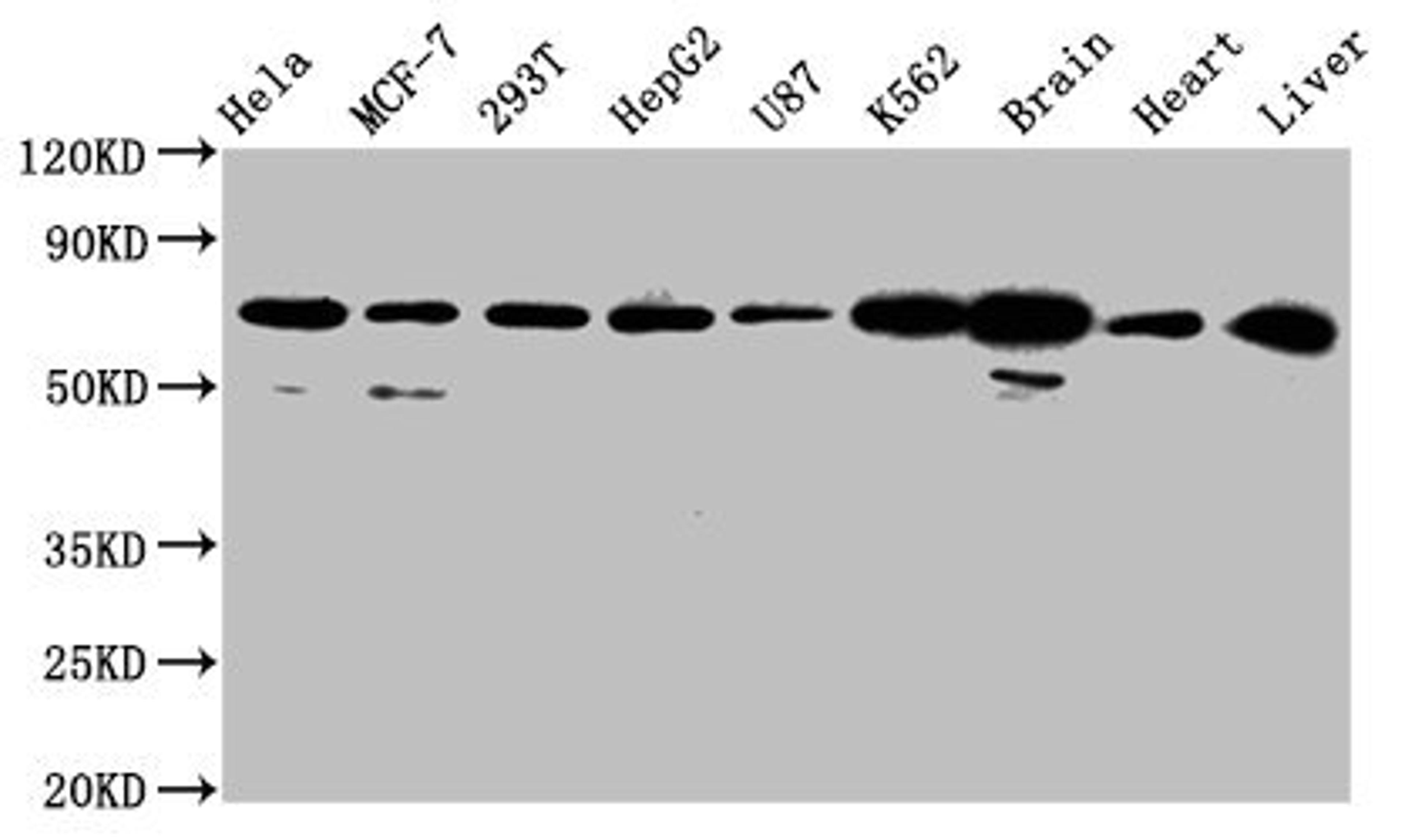 Western Blot. Positive WB detected in: Hela whole cell lysate, MCF-7 whole cell lysate, 293T whole cell lysate, HepG2 whole cell lysate, U87 whole cell lysate, K562 whole cell lysate, Rat brain tissue, Mouse heart tissue, Mouse liver tissue. All lanes: SLCO2A1 antibody at 2.7µg/ml. Secondary. Goat polyclonal to rabbit IgG at 1/50000 dilution. Predicted band size: 71 kDa. Observed band size: 71 kDa