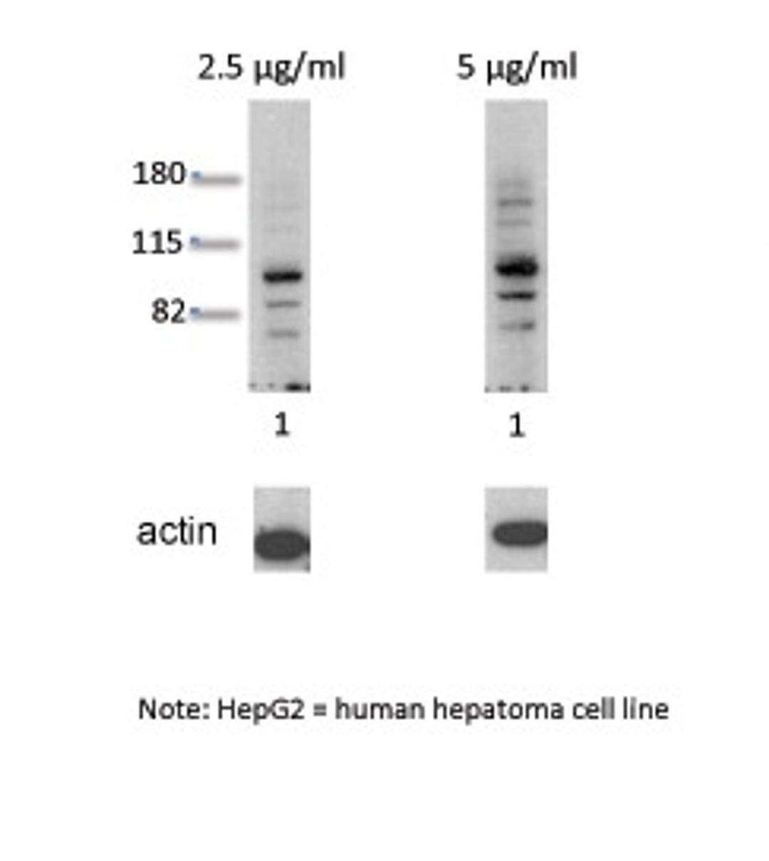 Antibody used in WB on Human HepG2 at 2.5 ug/ml.