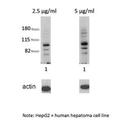 Antibody used in WB on Human HepG2 at 2.5 ug/ml.